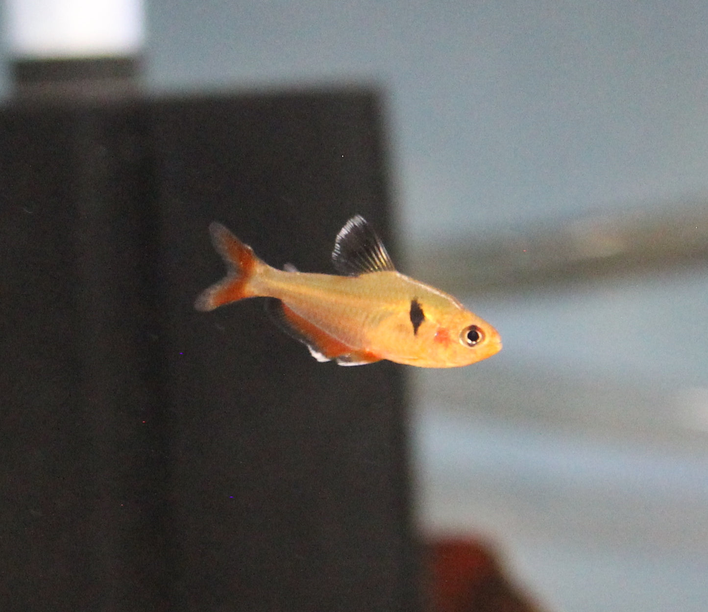 Serpae Tetra