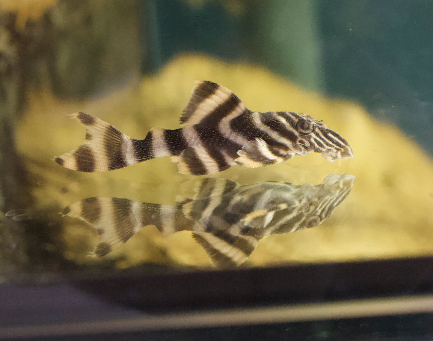Tankei Tiger Pleco L398