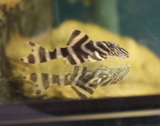 Tankei Tiger Pleco L398