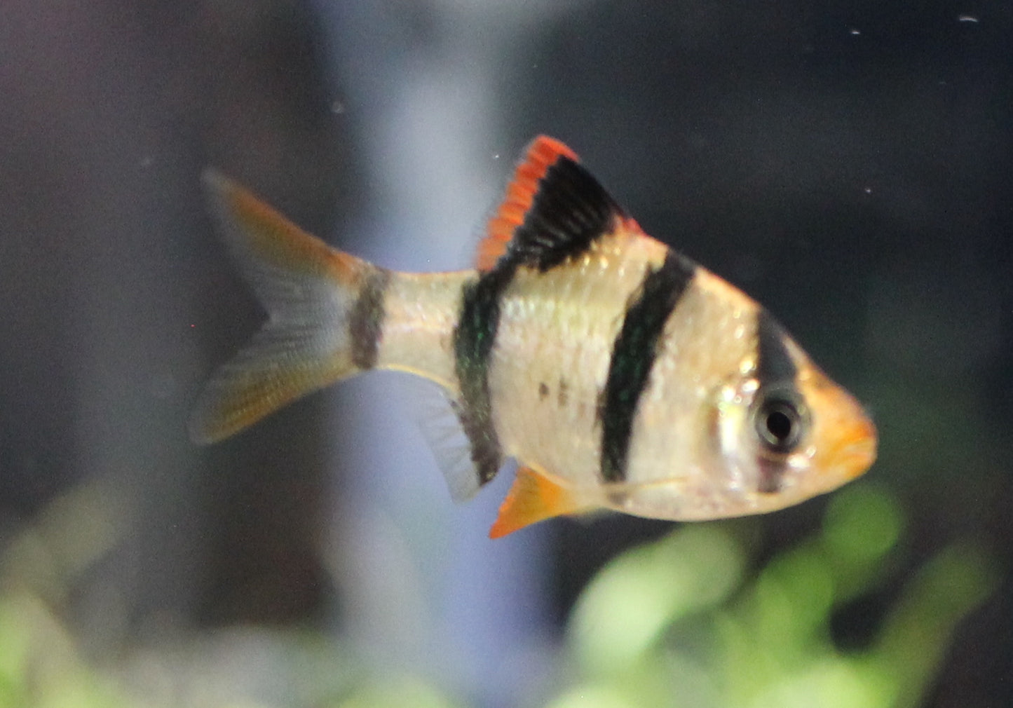 Tiger Barbs