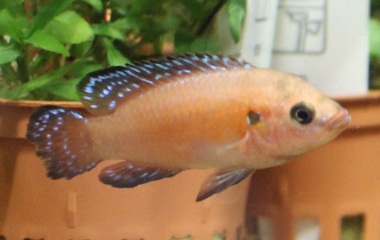 Turkana Jewel Cichlid (locally bred)