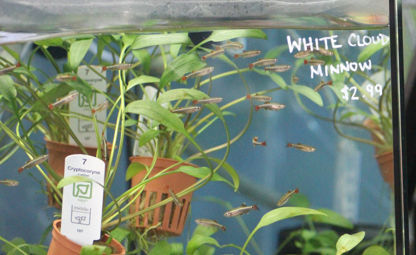 White Cloud Mountain Minnow