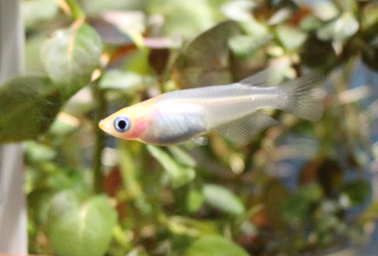 Red and White Japanese Ricefish