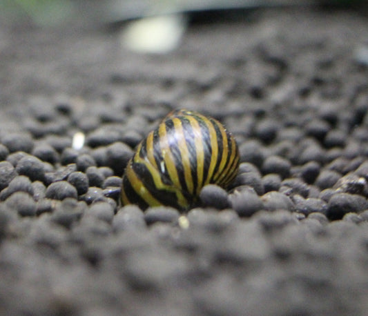 Nerite Snails