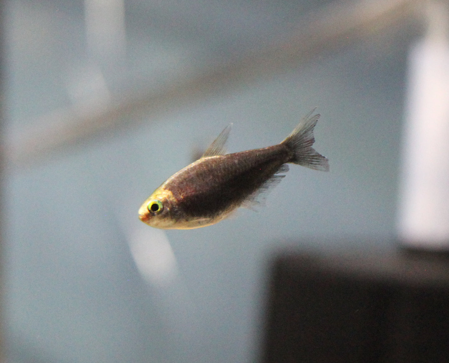 Black Emperor Tetra