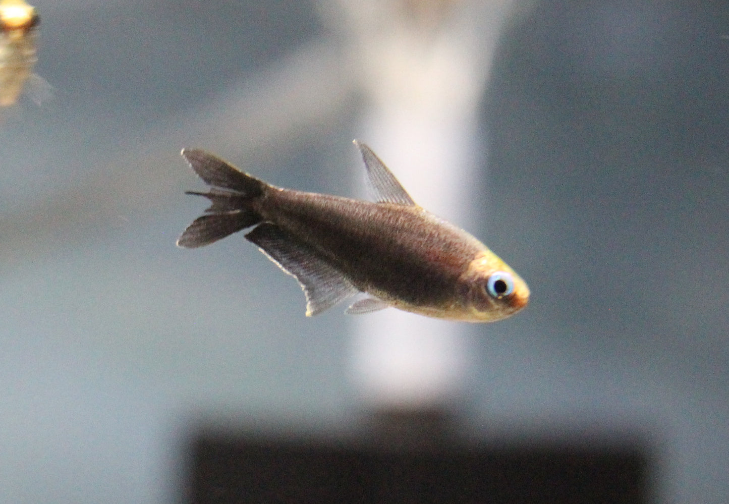 Black Emperor Tetra