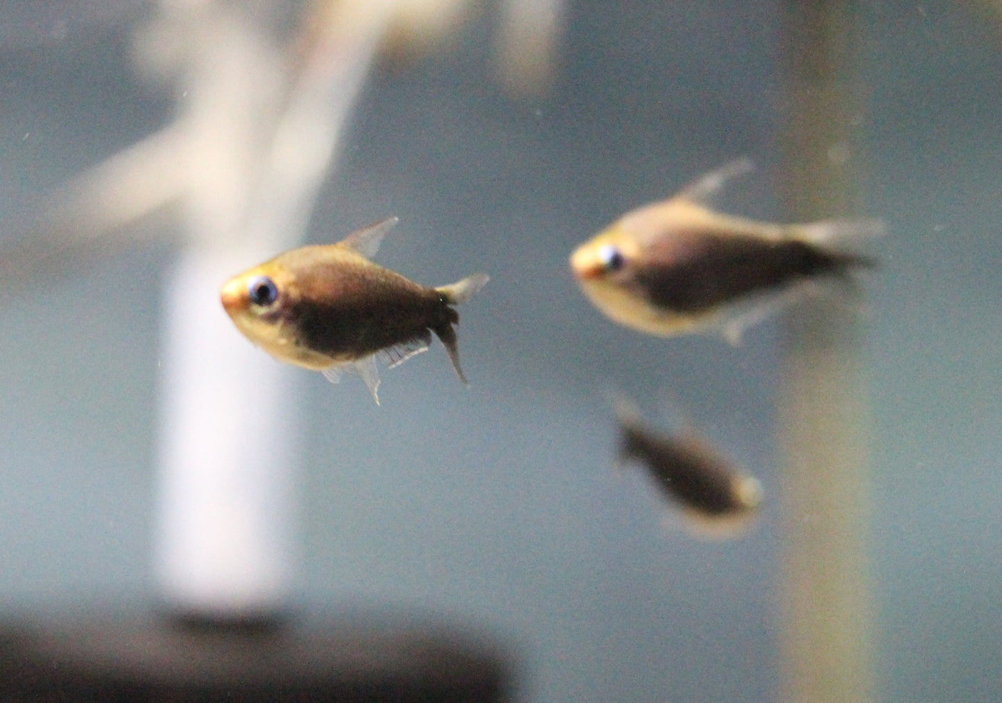Black Emperor Tetra