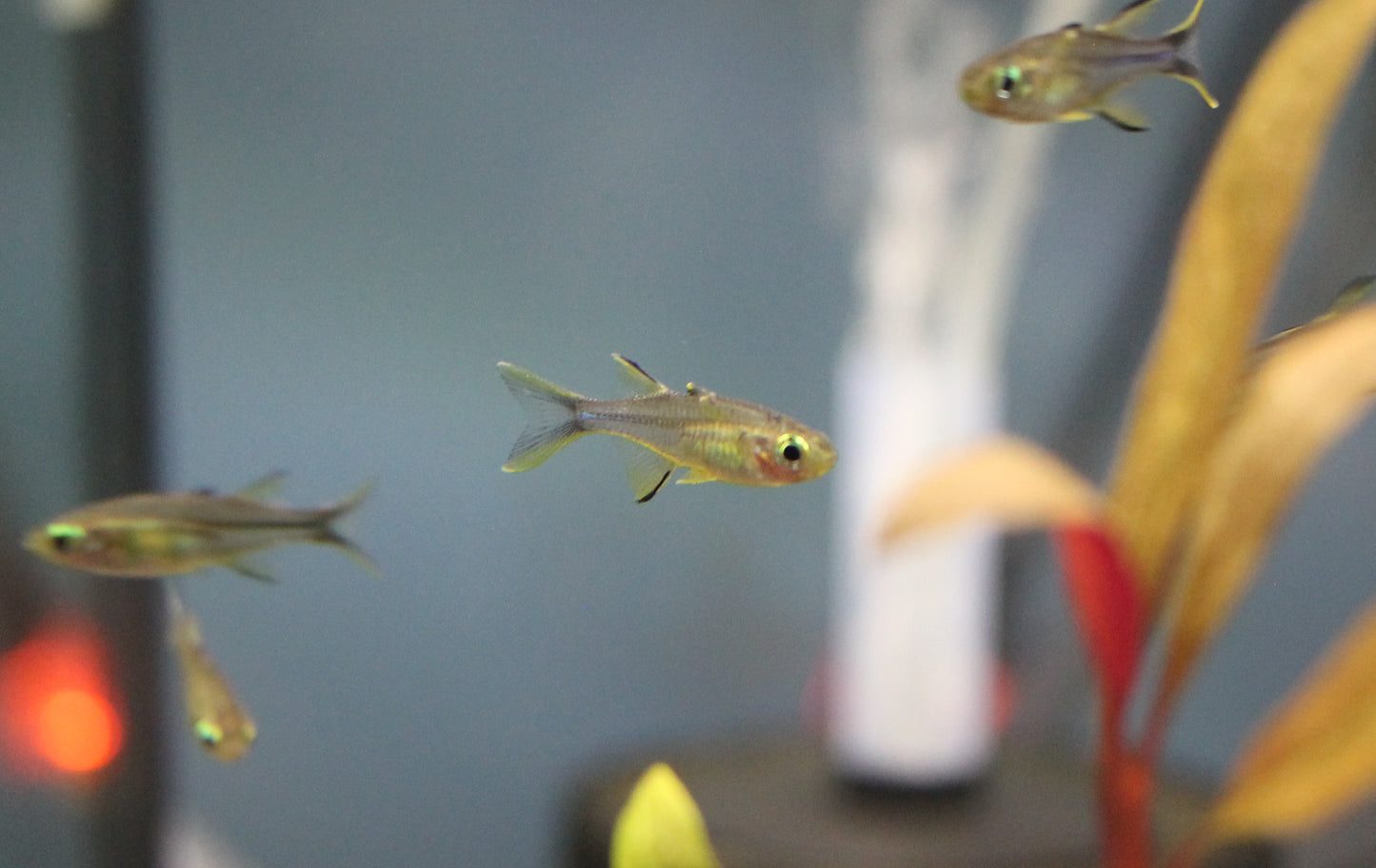 Celebes Rainbowfish