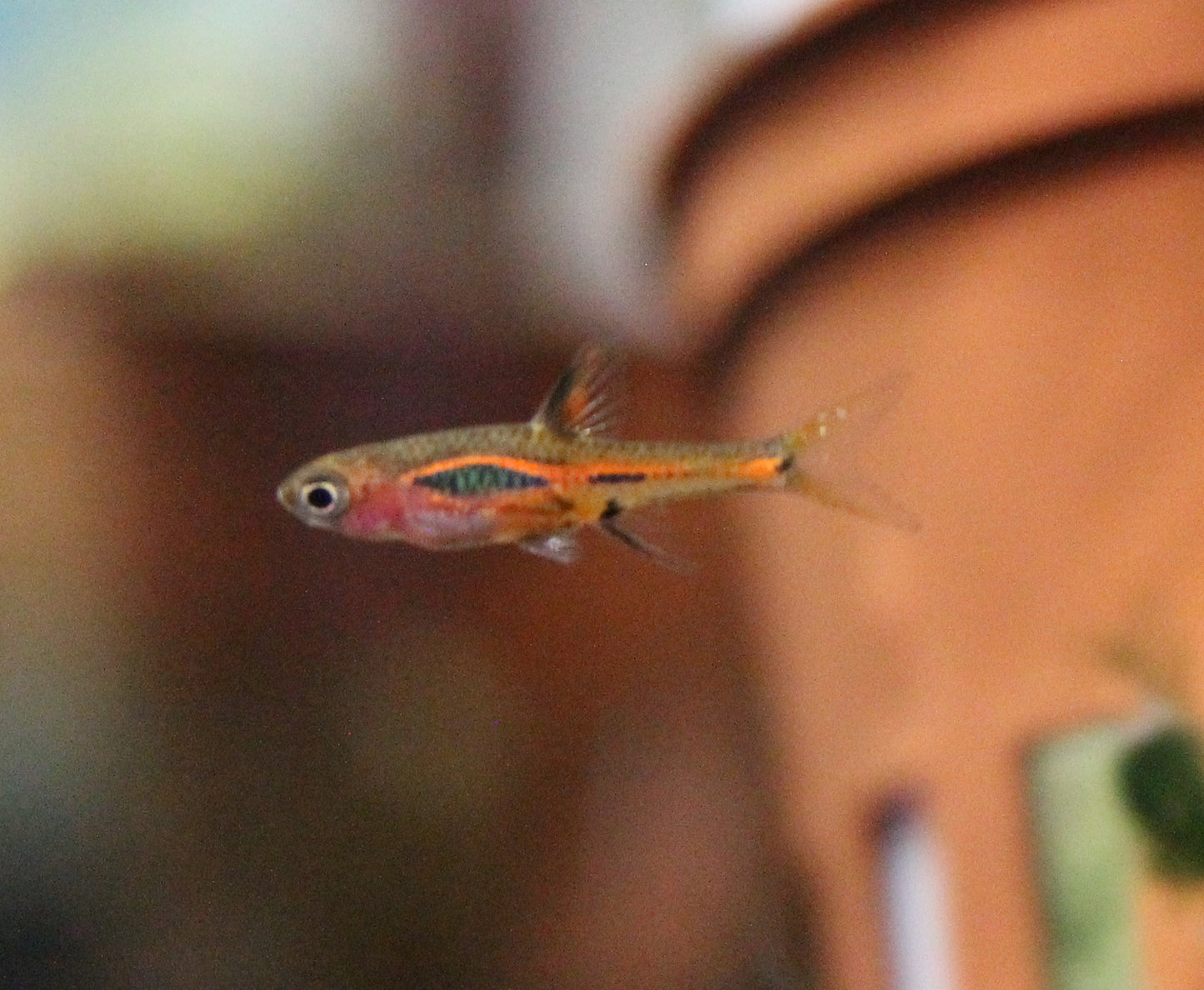 Chili Rasbora