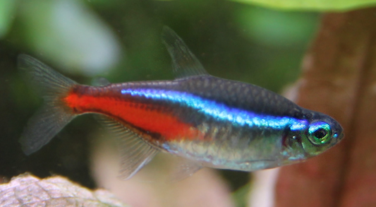 Neon Tetra